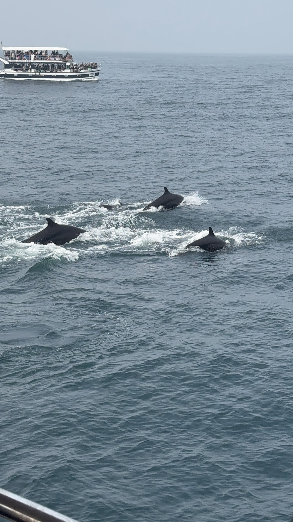 Mirissa Whale & Dolphin Watching