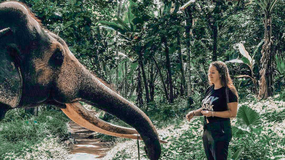 Millennium Elephant Foundation