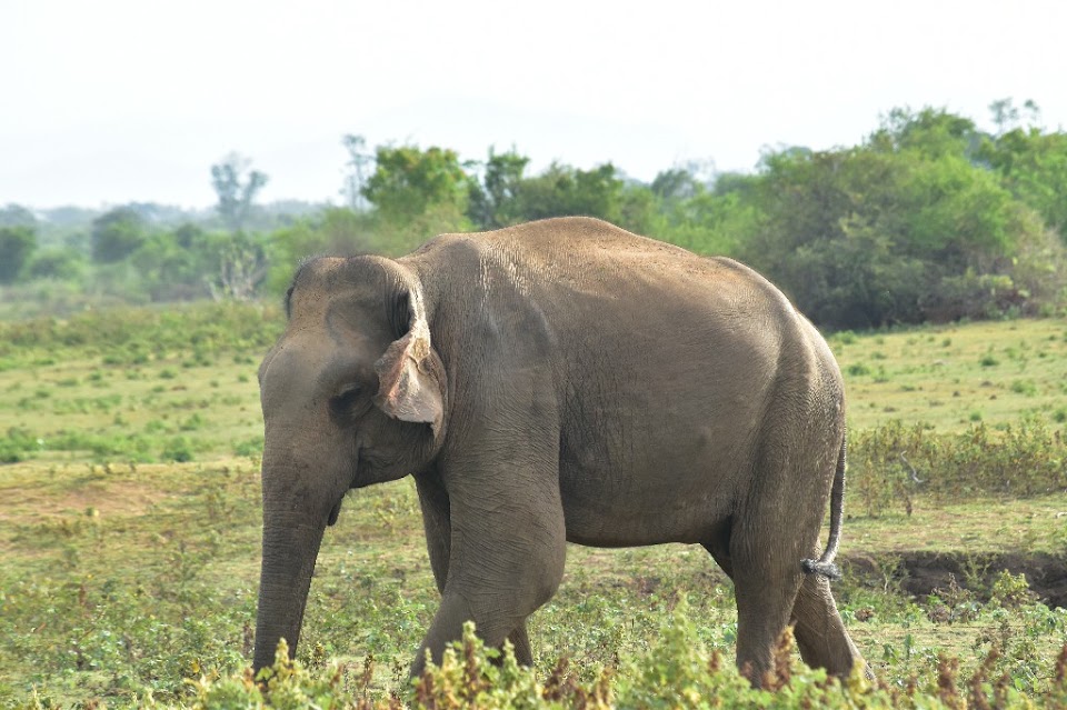 Udawalawe National Park Safari